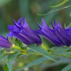 Schwalbenwurz - Enzian Gentiana asclepiada