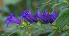 Schwalbenwurz - Enzian Gentiana asclepiada