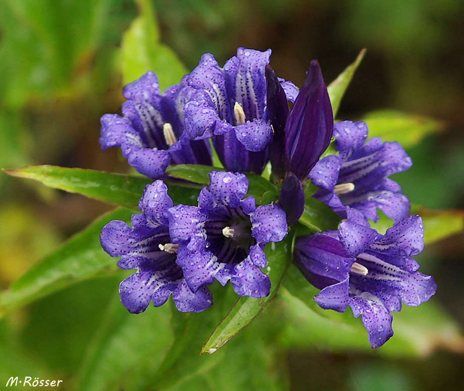 Schwalbenwurz-Enzian (Gentiana asclepiadea)