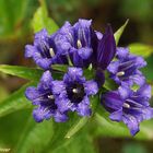 Schwalbenwurz-Enzian (Gentiana asclepiadea)