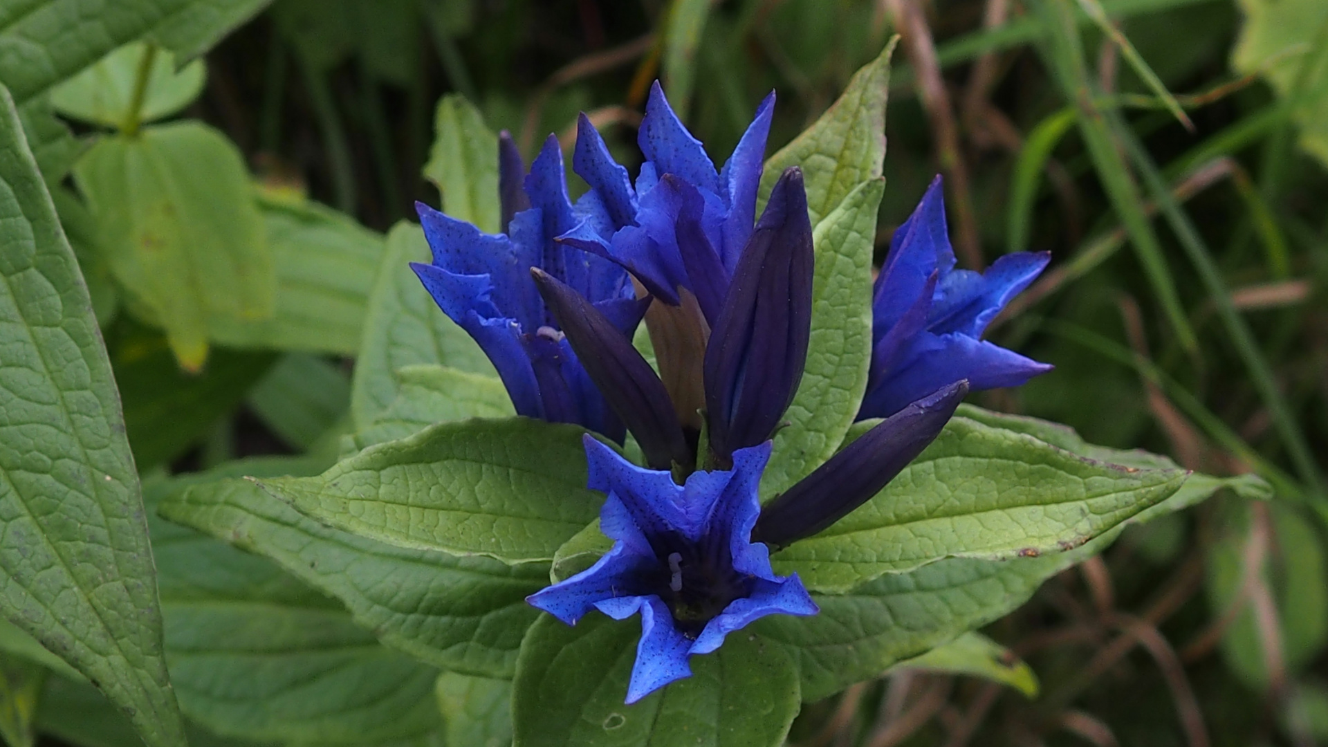 Schwalbenwurz-Enzian 'Gentiana asclepiadea'