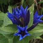 Schwalbenwurz-Enzian 'Gentiana asclepiadea'