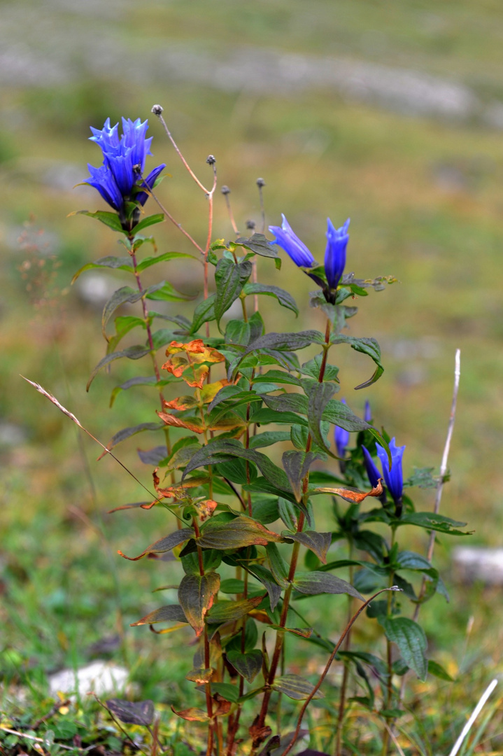  Schwalbenwurz Enzian (Gentiana asclepiadea )