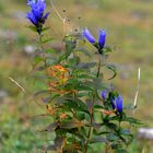  Schwalbenwurz Enzian (Gentiana asclepiadea )