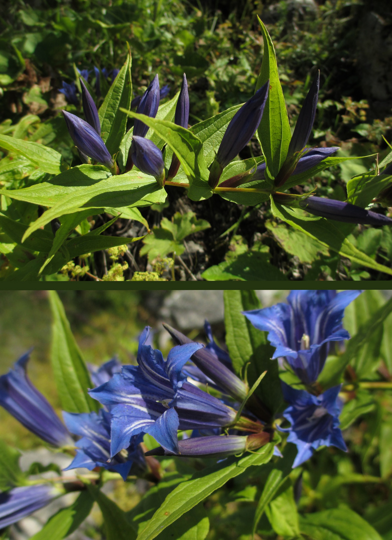 Schwalbenwurz-Enzian (Gentiana asclepiadea), best. v. Gerdt Ginko