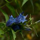 Schwalbenwurz-Enzian (Gentiana asclepiadea)