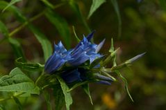 Schwalbenwurz-Enzian (Gentiana asclepiadea)