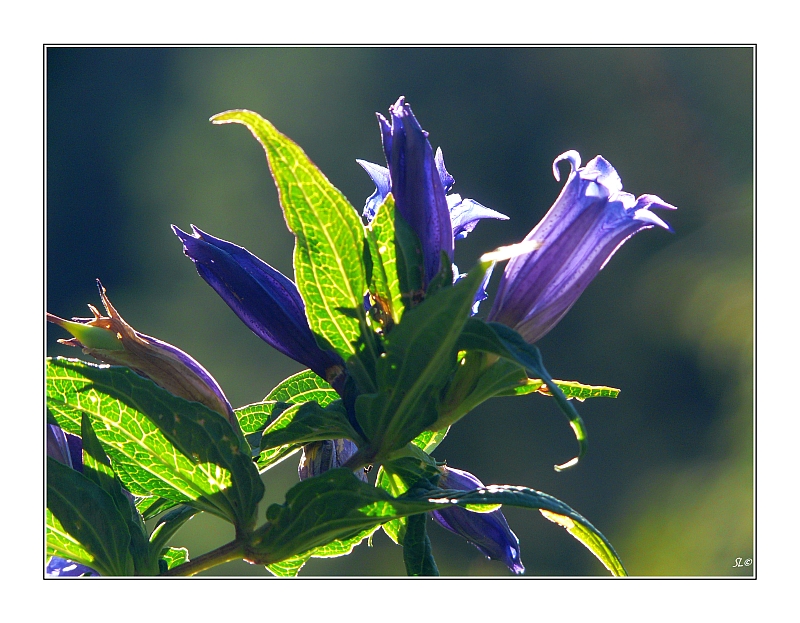 Schwalbenwurz-Enzian (Gentiana asclepiadea) im Herbstlicht