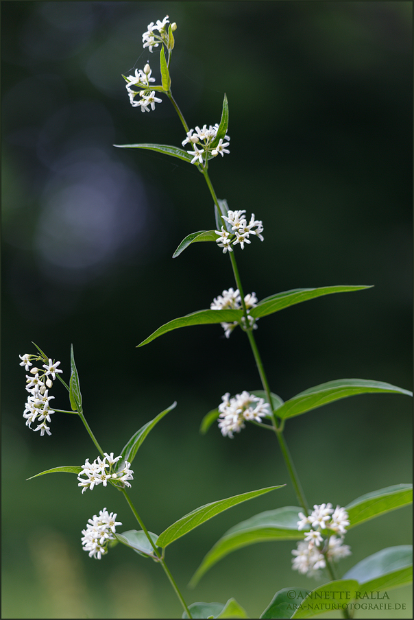 Schwalbenwurz - Vincetoxicum hirundinaria