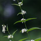 Schwalbenwurz - Vincetoxicum hirundinaria