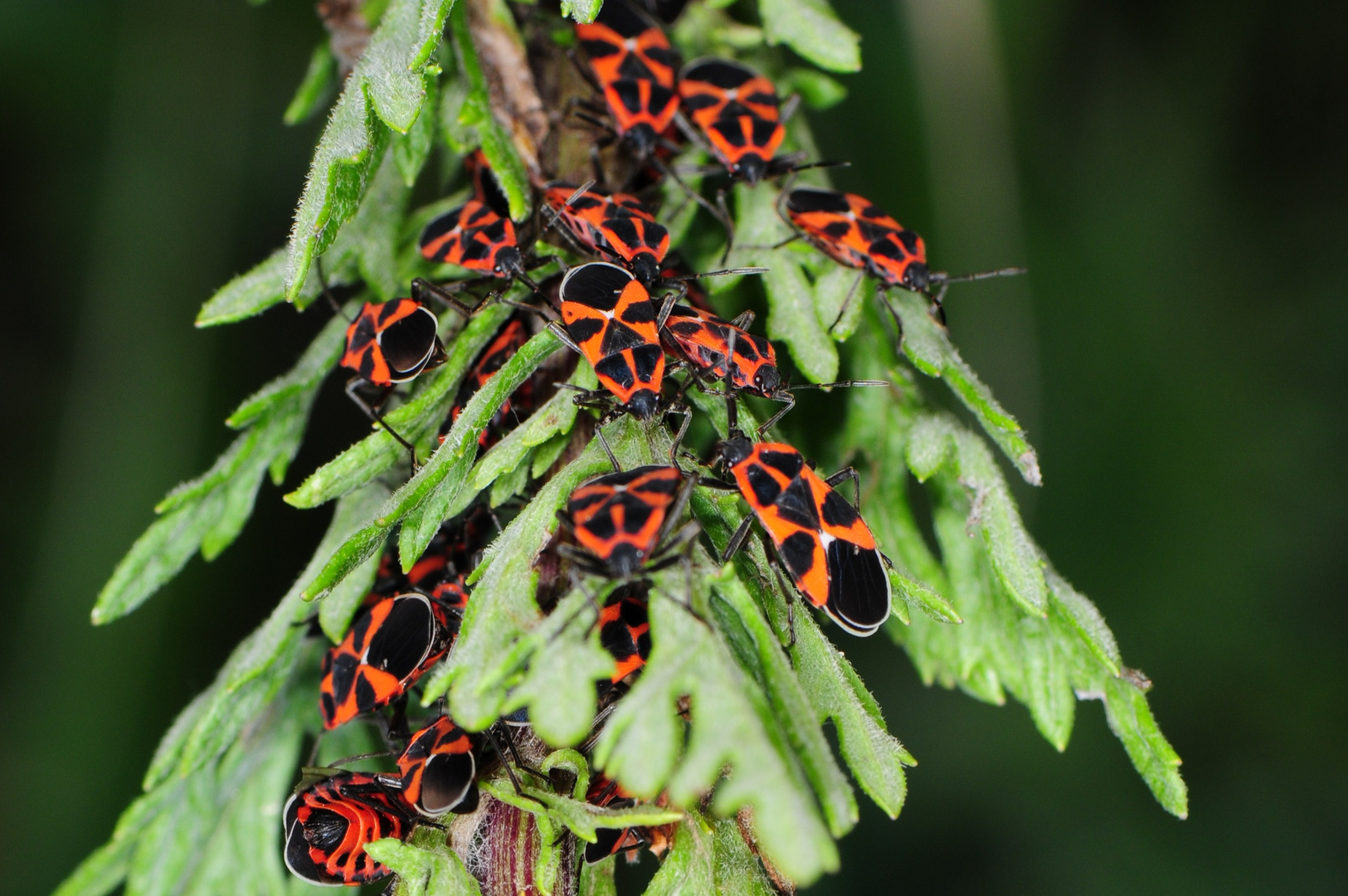 Schwalbenwurz-Wanzen (Tropidothorax leucopterus)