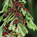 Schwalbenwurz-Wanzen (Tropidothorax leucopterus)