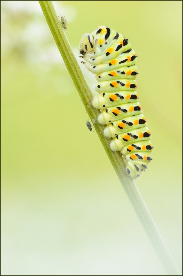 Schwalbeschwanz Raupe