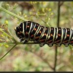 Schwalbi-Raupe schwarz ...