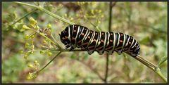 Schwalbi-Raupe schwarz ...