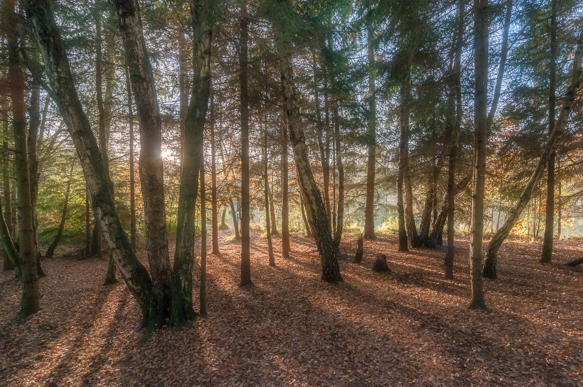 Schwalmtaler Heide