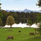 Schwaltenweiher I