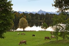 Schwaltenweiher I