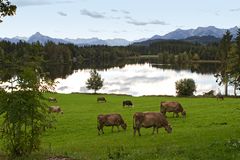 Schwaltenweiher II