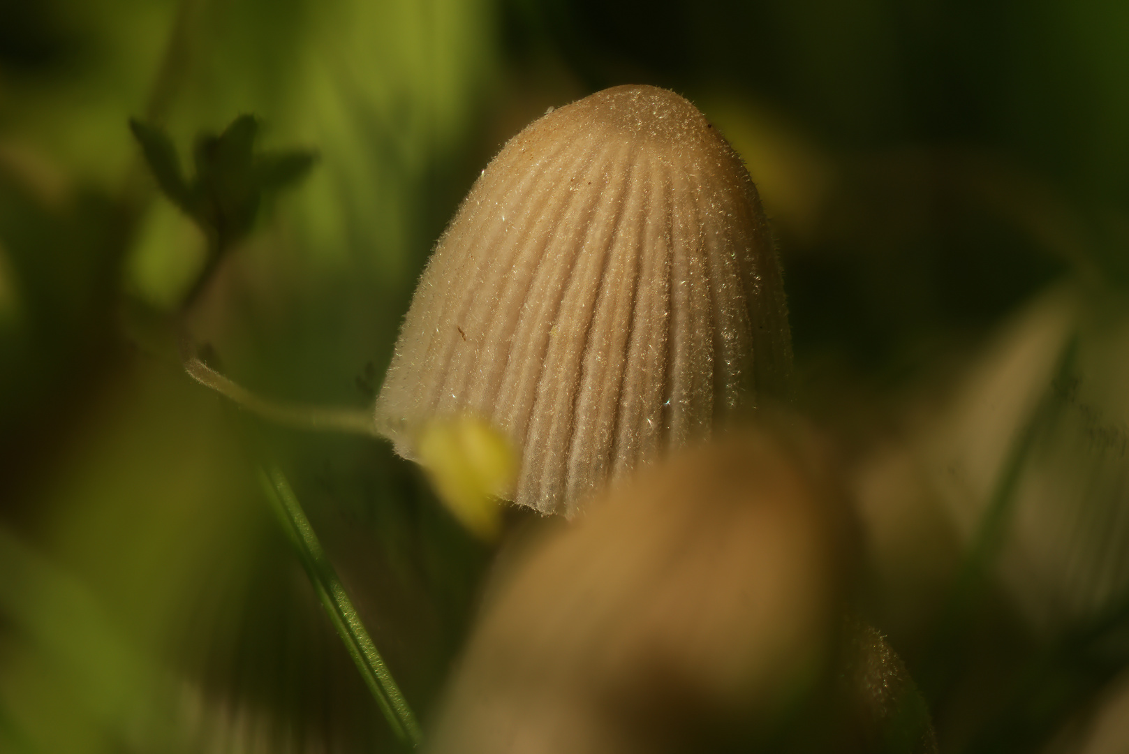 Schwammerl im Frühling