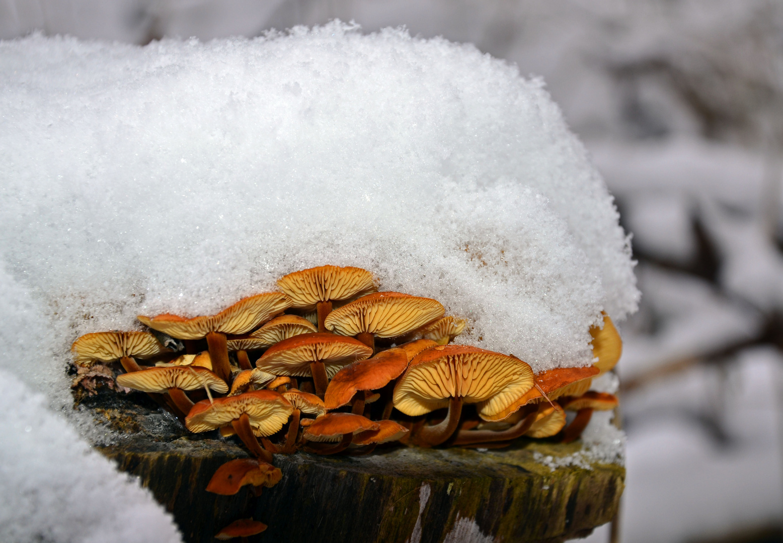 Schwammerl mit Winterhaube