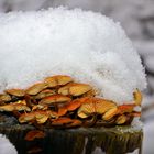 Schwammerl mit Winterhaube