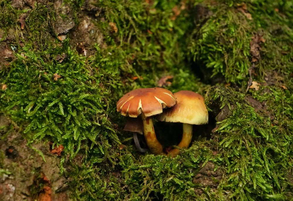 Schwammerl (Pilz)