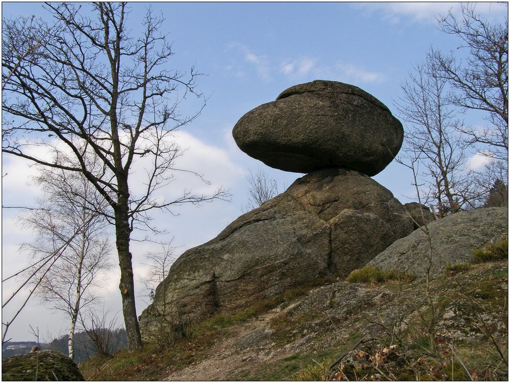 Schwammerling bei Rechberg