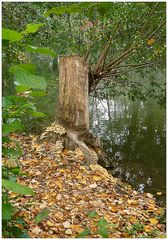 Schwammerln am Baumstumpf