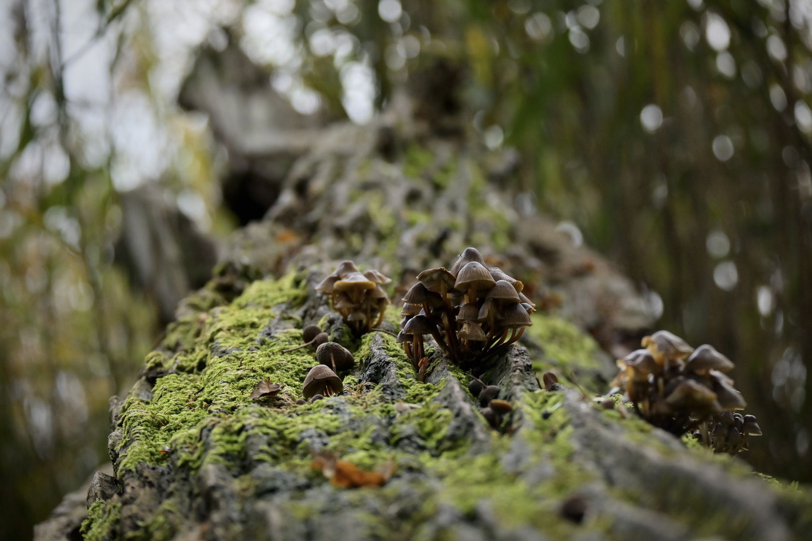 Schwammerln auf dem Baum