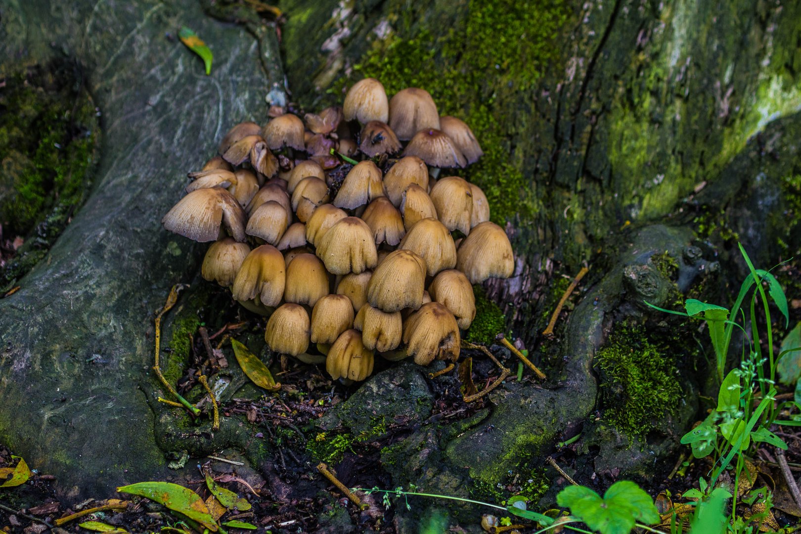 Schwammerln aus dem  Schlosspark Marchegg 