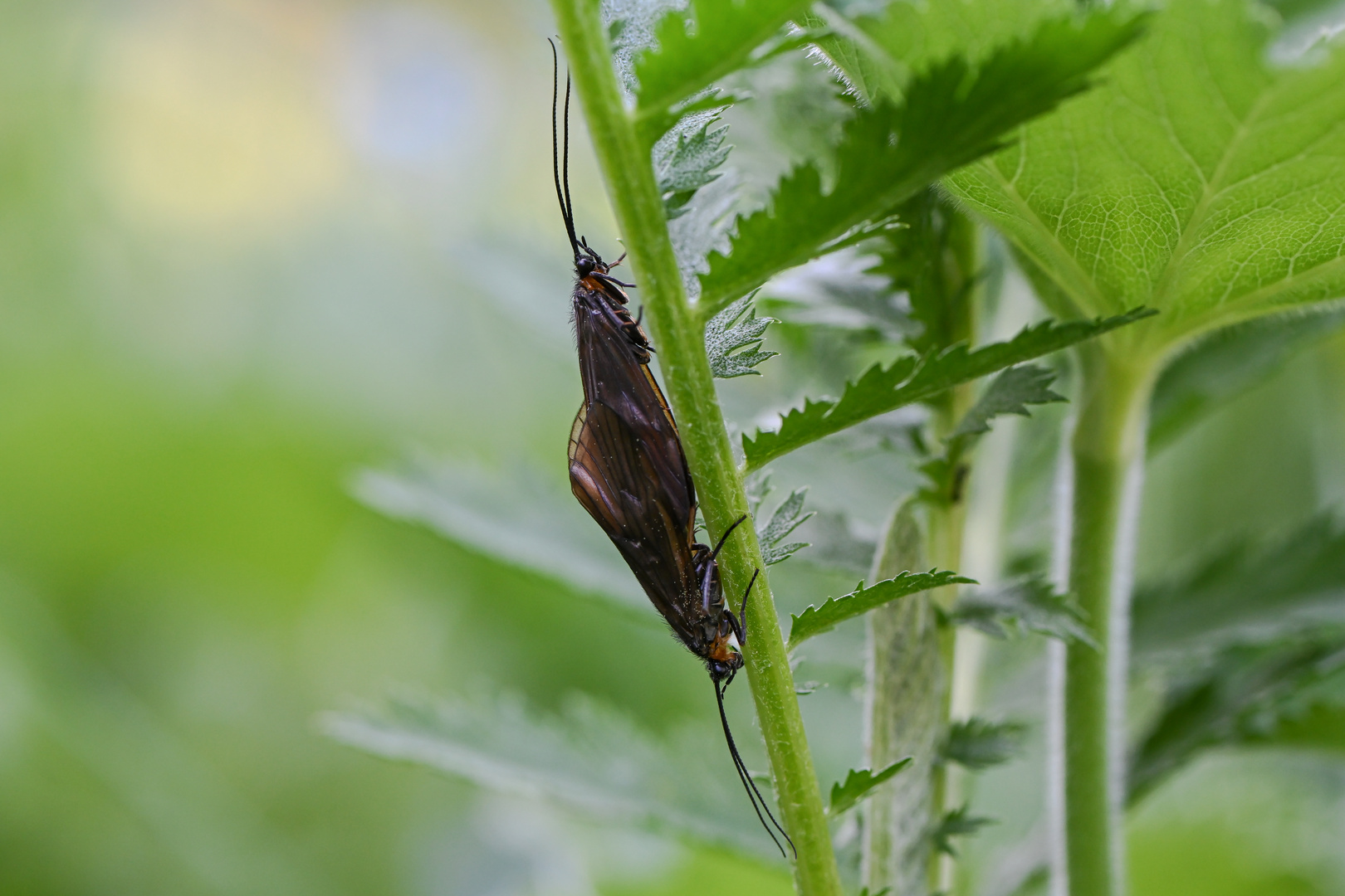 Schwammfliege Sisyra nigra bei der Paarung