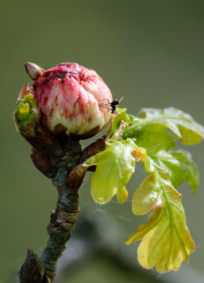 Schwammgallwespe (Biorhiza pallida), oak gall wasp