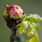 Schwammgallwespe (Biorhiza pallida), oak gall wasp