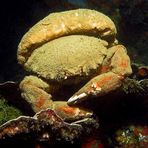 Schwammkrabbe - Sponge Crab ...