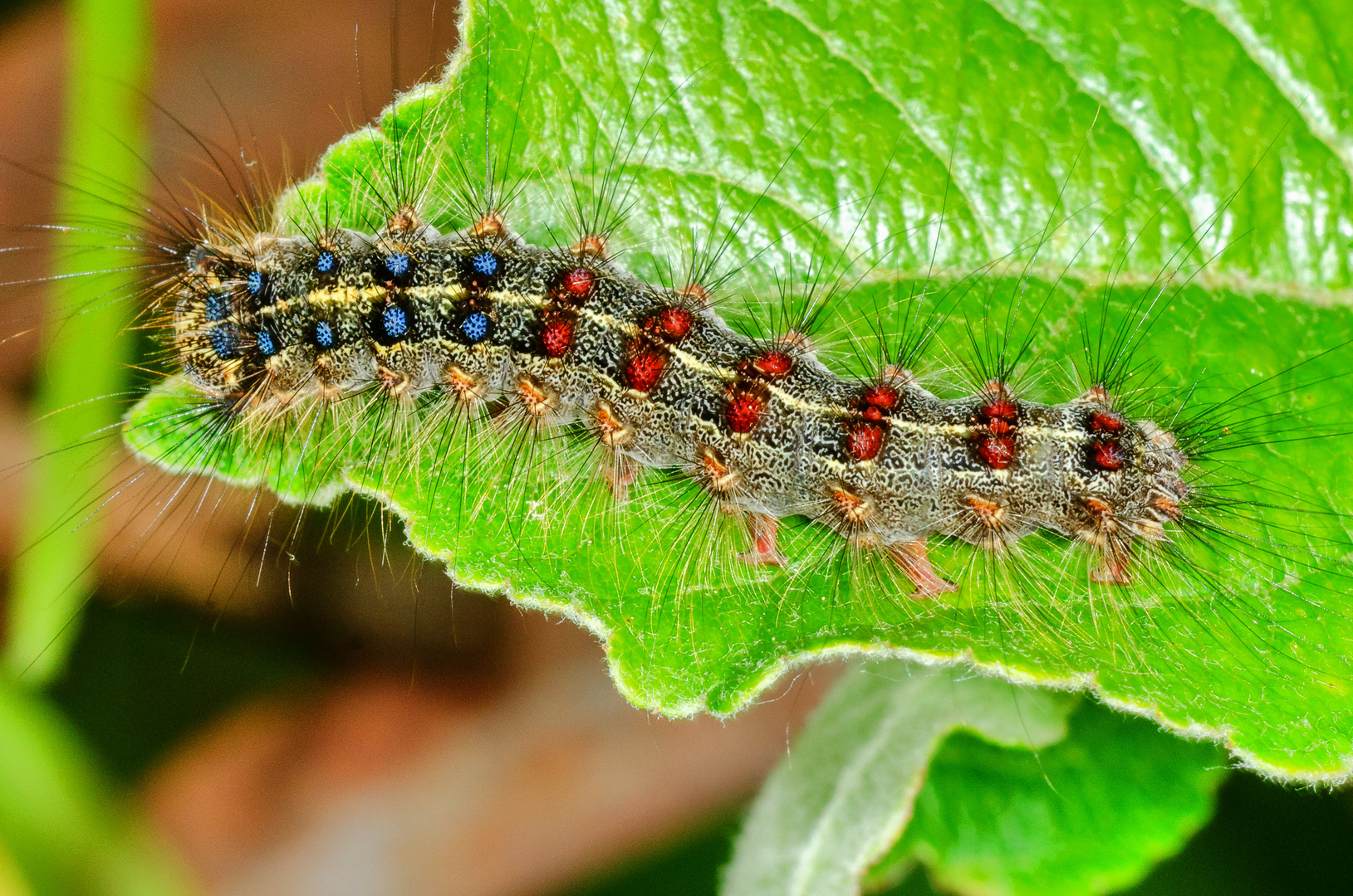 Schwammspinner (Lymantria dispar)