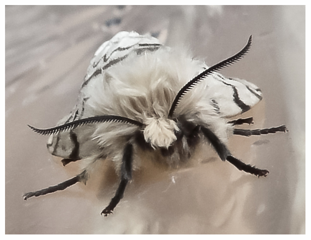 Schwammspinner- Motte