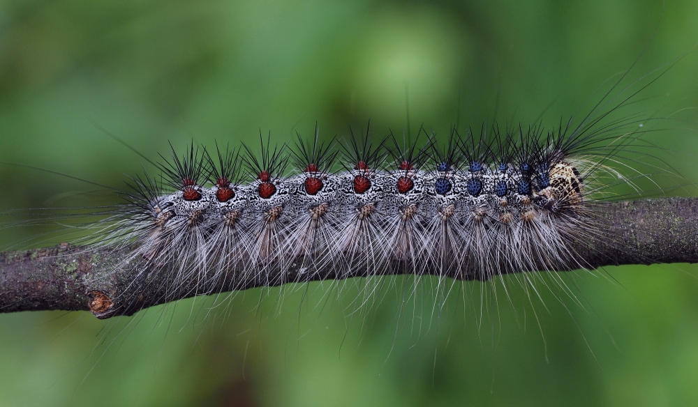 Schwammspinner-Raupe  (Lymantria dispar)