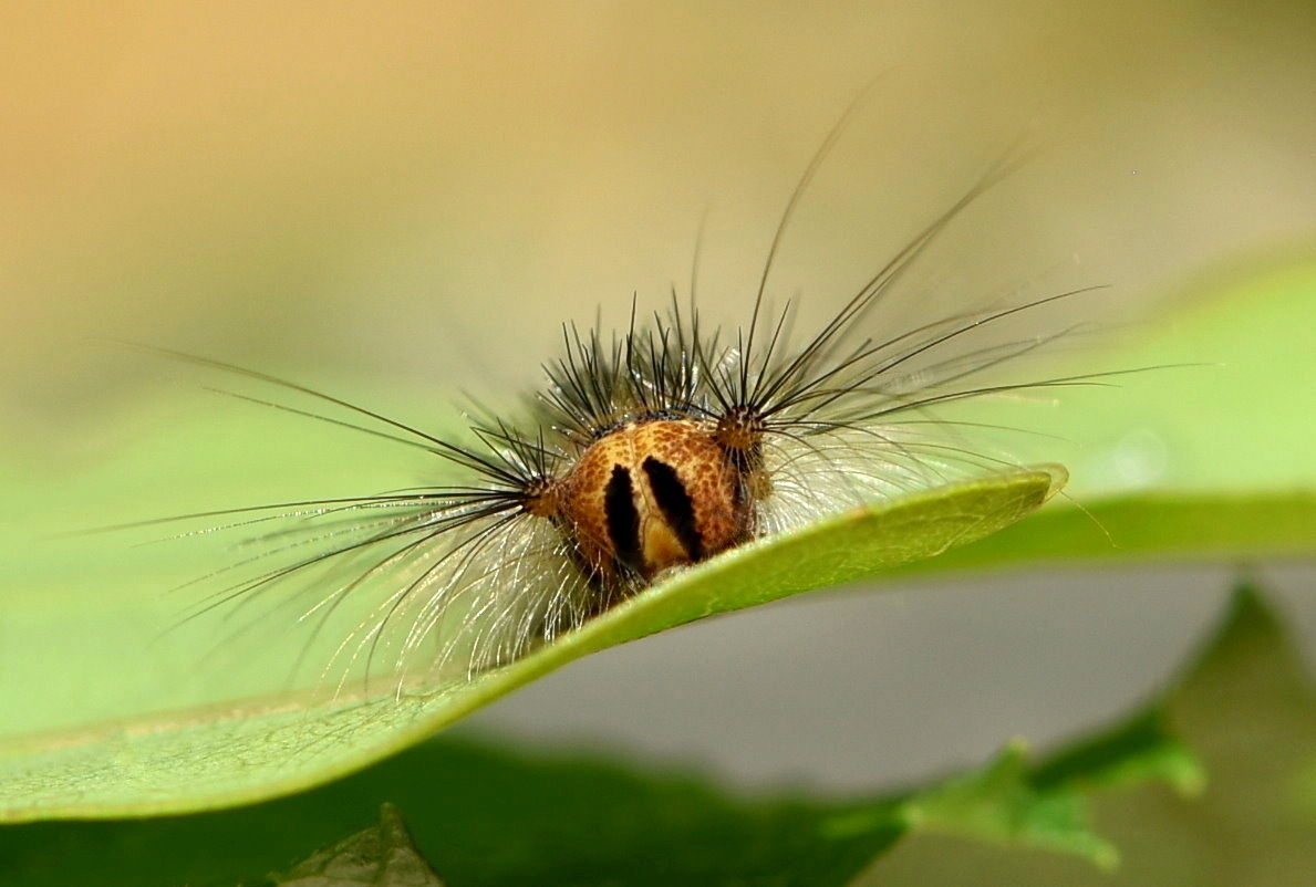 Schwammspinner Raupe - Lymantria dispar 