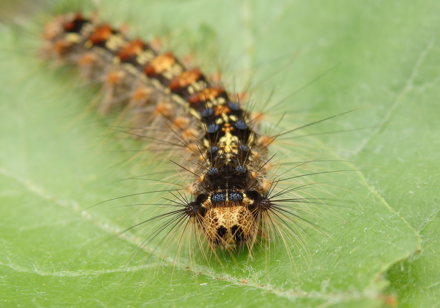 Schwammspinner-Raupe (Lymantria dispar) im Makro