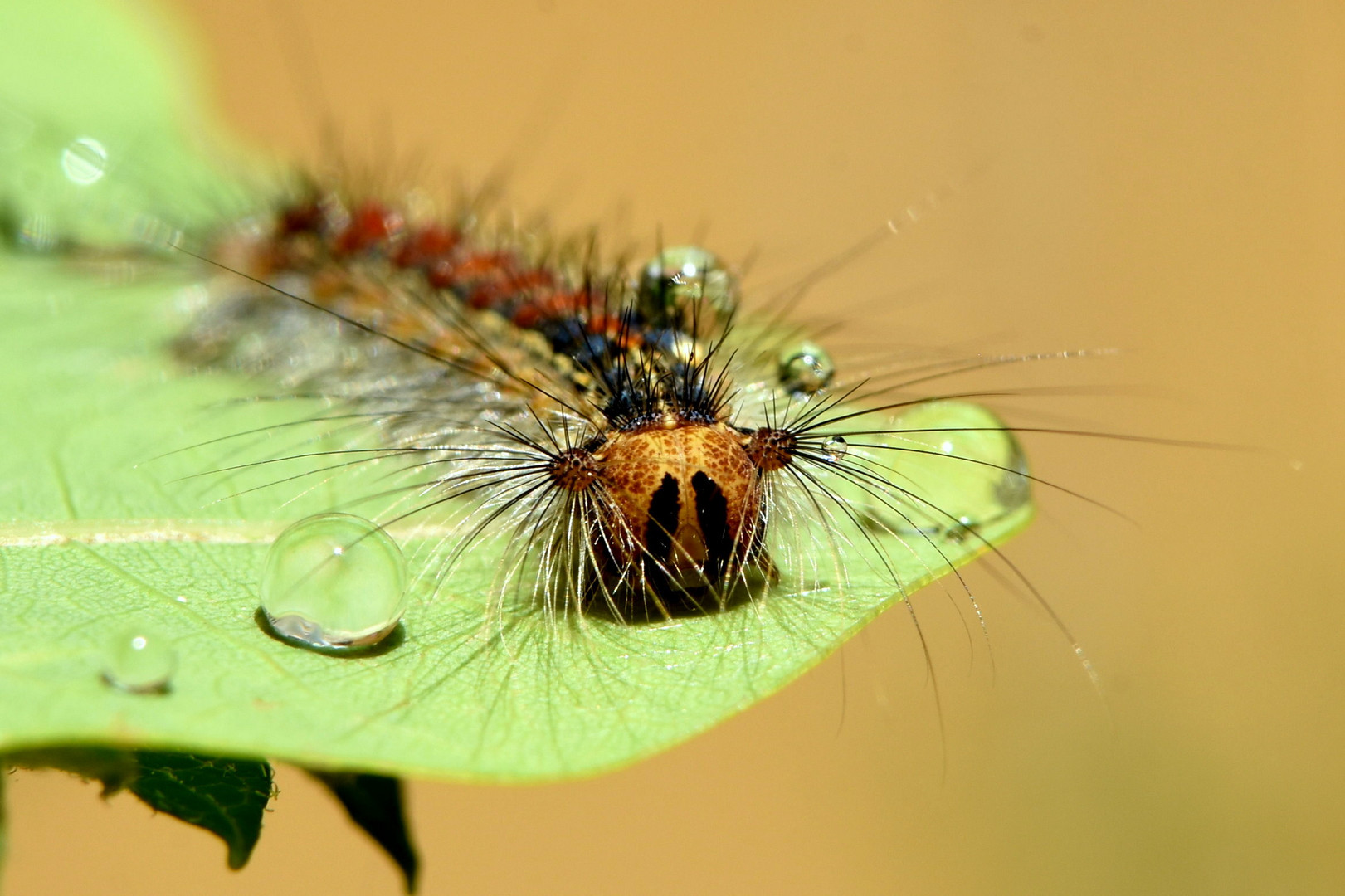 Schwammspinner Raupe - Lymantria dispar  - Kopf