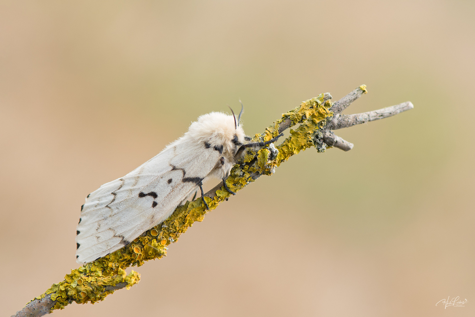  Schwammspinner Weibchen