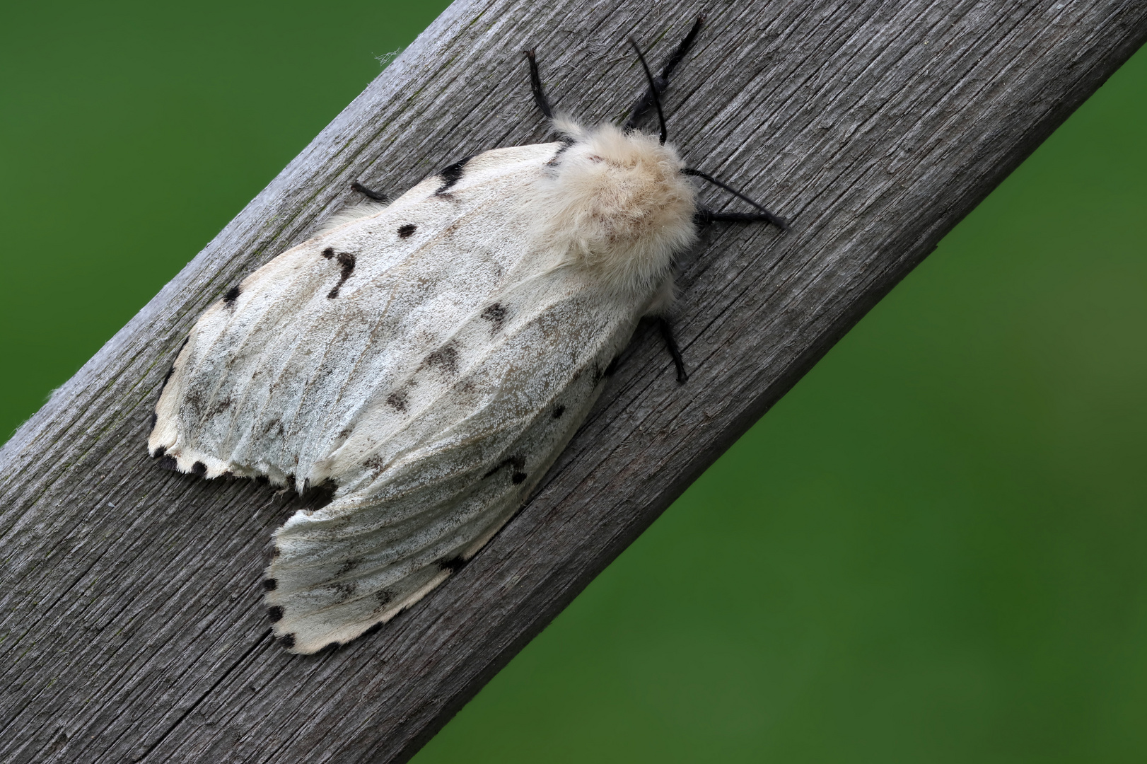 Schwammspinner - Weibchen   (Lymantria dispar)