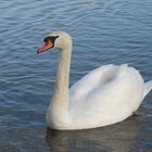 Schwan _ 01