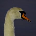 Schwan 01