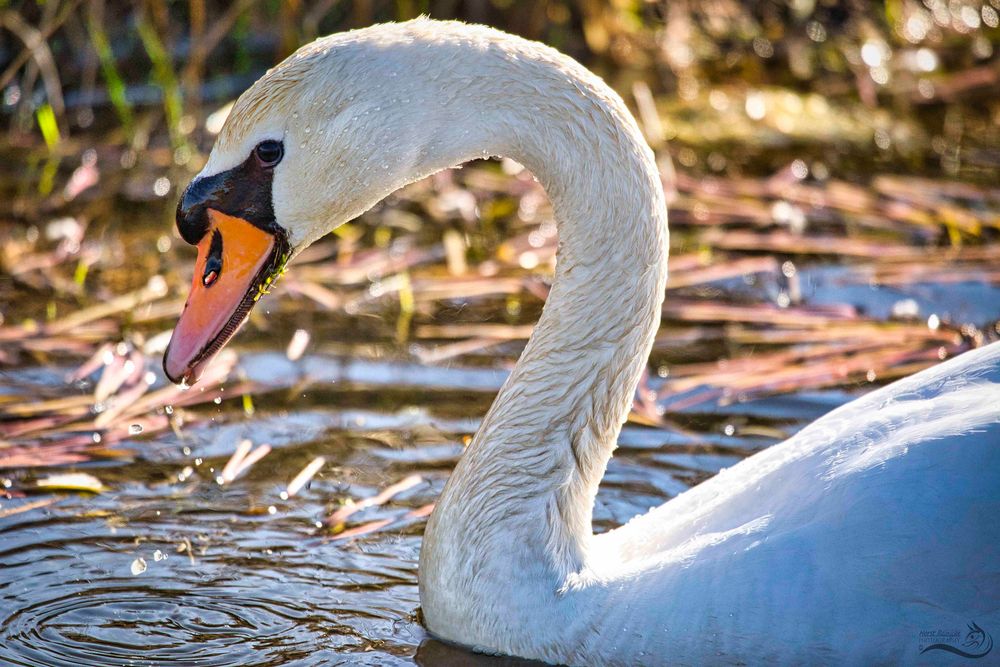 Schwan 05 Foto & Bild | tiere, wildlife, wild lebende vögel Bilder auf ...