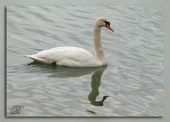 Schwan