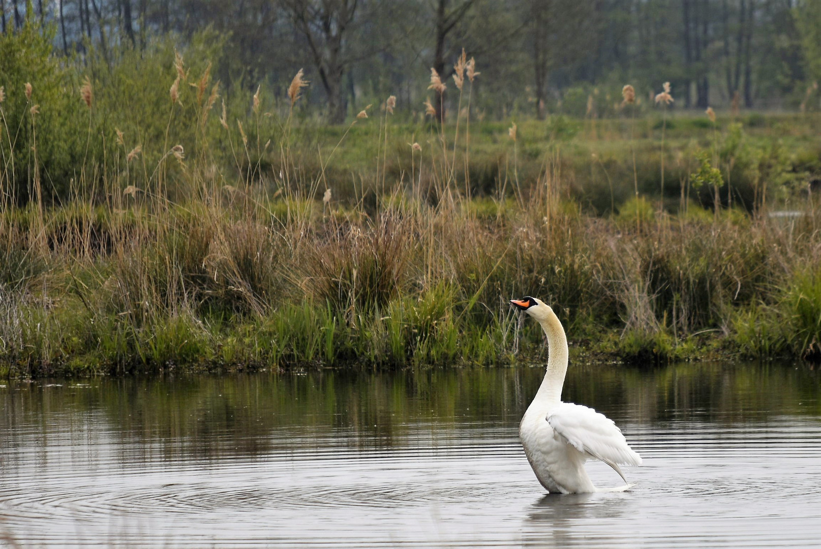 Schwan