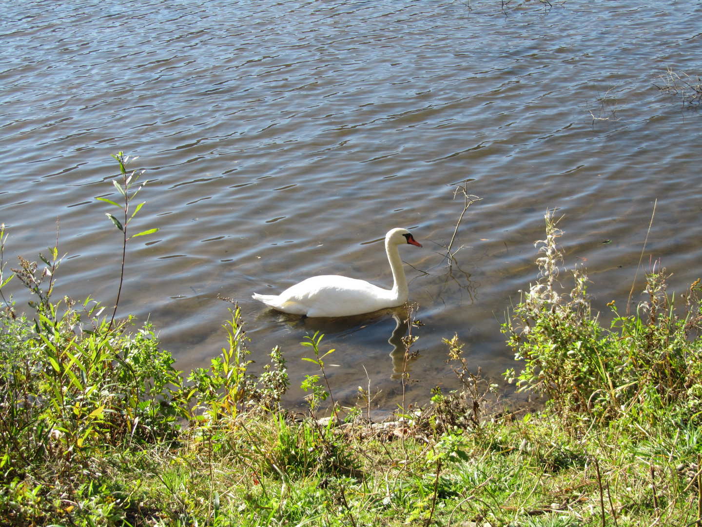 Schwan