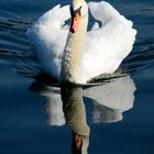 Schwan